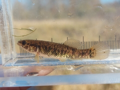 Umbra limi