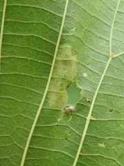Phyllonorycter tiliacella