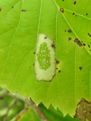 Phyllonorycter lucetiella