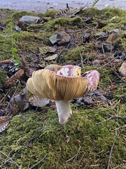 Russula xerampelina