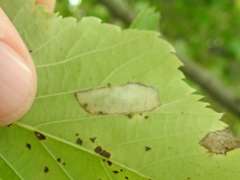 Phyllonorycter lucetiella