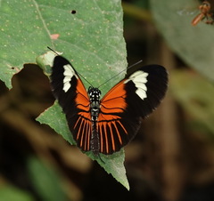 Heliconius melpomene