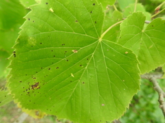 Eriophyes tiliae