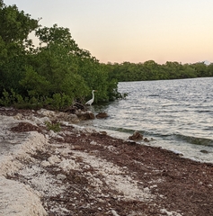 Ardea herodias occidentalis