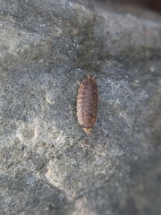 Porcellionidae
