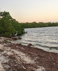 Ardea herodias occidentalis