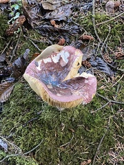 Russula xerampelina