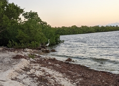 Ardea herodias occidentalis