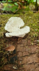 Tyromyces chioneus