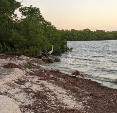 Ardea herodias occidentalis