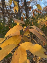 Magnoliopsida