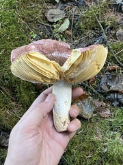 Russula xerampelina