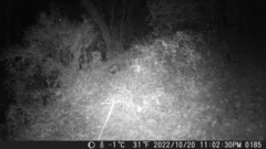 Didelphis virginiana