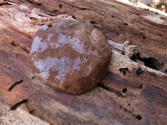 Reticularia