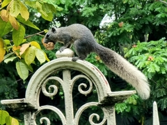 Callosciurus finlaysonii