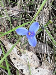 Chamaescilla corymbosa