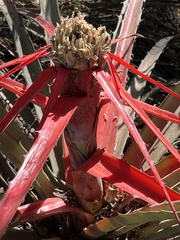 Bromelia balansae