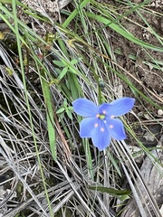 Chamaescilla corymbosa