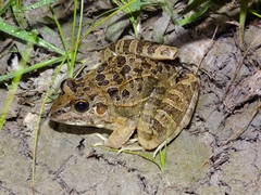 Leptodactylus fuscus