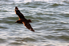 Stercorarius antarcticus