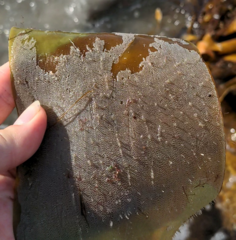 Membranipora membranacea