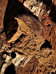 Reticularia