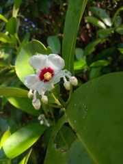 Clusia fockeana