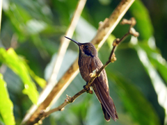 Colibri delphinae