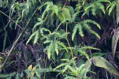 Gleichenella pectinata