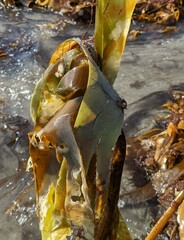 Membranipora membranacea