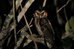Strix leptogrammica