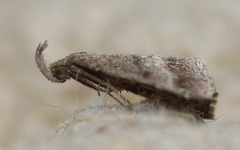 Tetanolita palligera