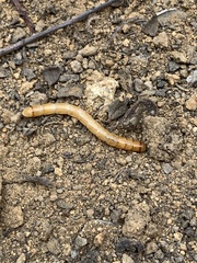 Tenebrio molitor