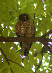 Ninox scutulata
