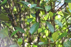 Clusia fockeana