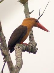 Pelargopsis amauroptera