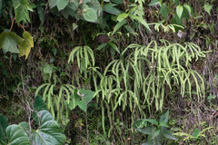 Gleicheniaceae