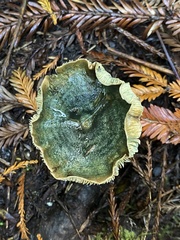 Lactarius aurantiosordidus