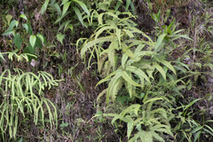 Gleicheniaceae