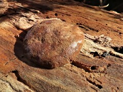 Reticularia