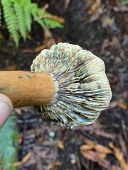 Lactarius aurantiosordidus