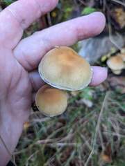 Hypholoma lateritium