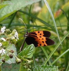 Melinaea marsaeus mothone