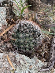 Mammillaria barbata