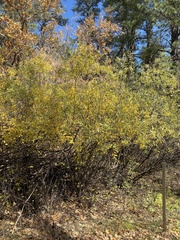 Salix exigua