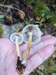 Hypholoma lateritium