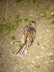 Passerculus sandwichensis