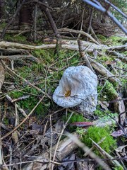 Hypomyces chrysospermus