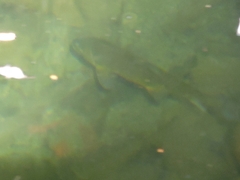 Catostomus occidentalis