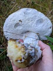 Hypomyces chrysospermus